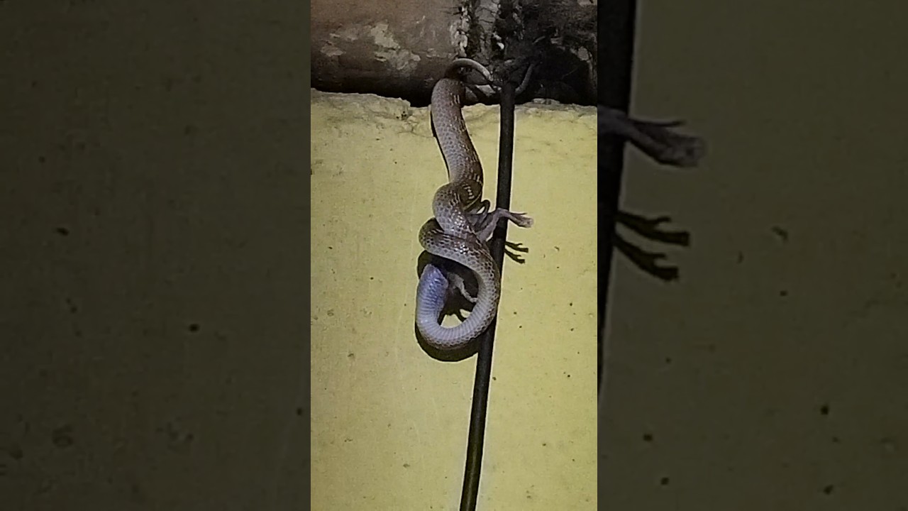 WOLF Snakes Shocking Eating Habits Revealed? 