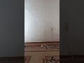 Флеш