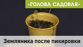 Голова садовая - Земляника после пикировки