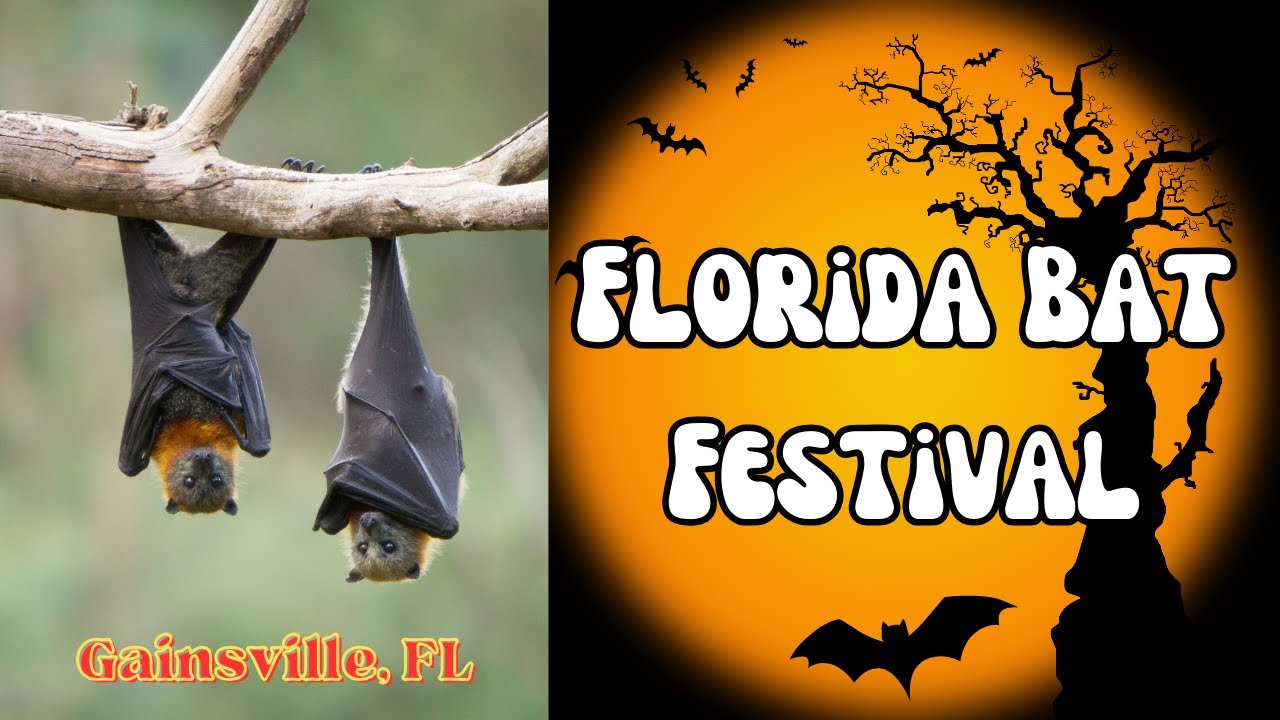 FALL BAT FESTIVAL IN GAINSVILLE, FL 
