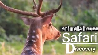 4k jungle safaris | animal cams | live animal video relaxing birds sound | wild animal