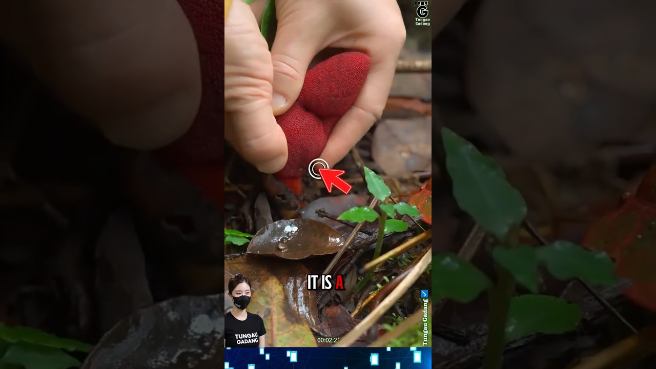 Это не красная трава, это дикая малина из леса. 