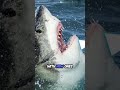 Sharks have a Sixth Sense