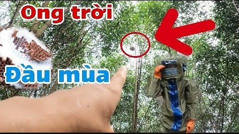 tổ ong chân vàng khủng hung dữ nhất và món nhộng ong rừng - rừng đặc sản 1