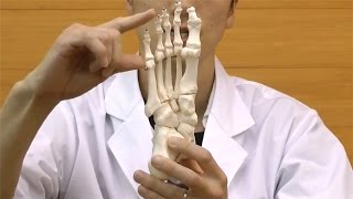 足の骨モデル，ワイヤーつなぎ：動画