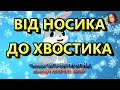 ВІД НОСИКА ДО ХВОСТИКА НІНОЧКА КОЗІЙ