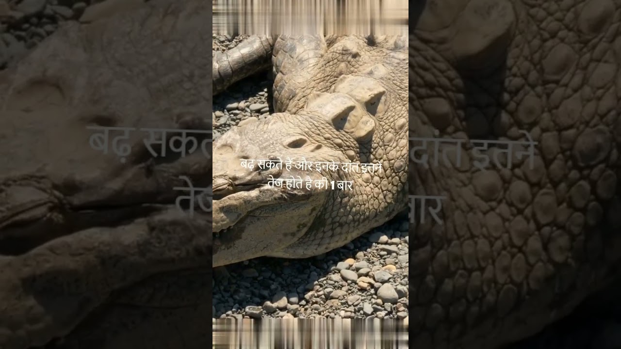 Crocodile se door rahiye ! 