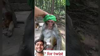 Funny Monkey in Pagdi 🐒😂#monkeyshorts #funnymonkey #monkeylove #bandar #wildlife
