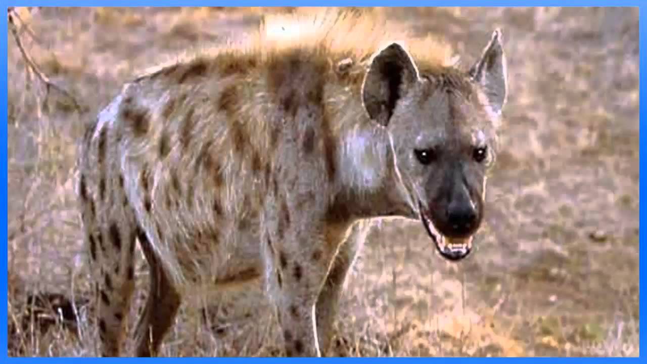 efeito sonoro de risada de hiena - sound effect hyena laugh - 効果