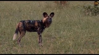 Pt 1 Safari Live&#39;s Sunset Safari Drive at 3:30 PM on April 18, 2018 ( Wild Dogs )