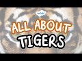 Tiger Facts and Habitat Quiz