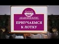 Как приучить котенка к лотку. Академия котят