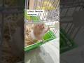 BEST FUNNY HAMSTER 🐹 MOMENTS #hamster #funny #moments #shorts #hamsterkombatdailycombo #cute