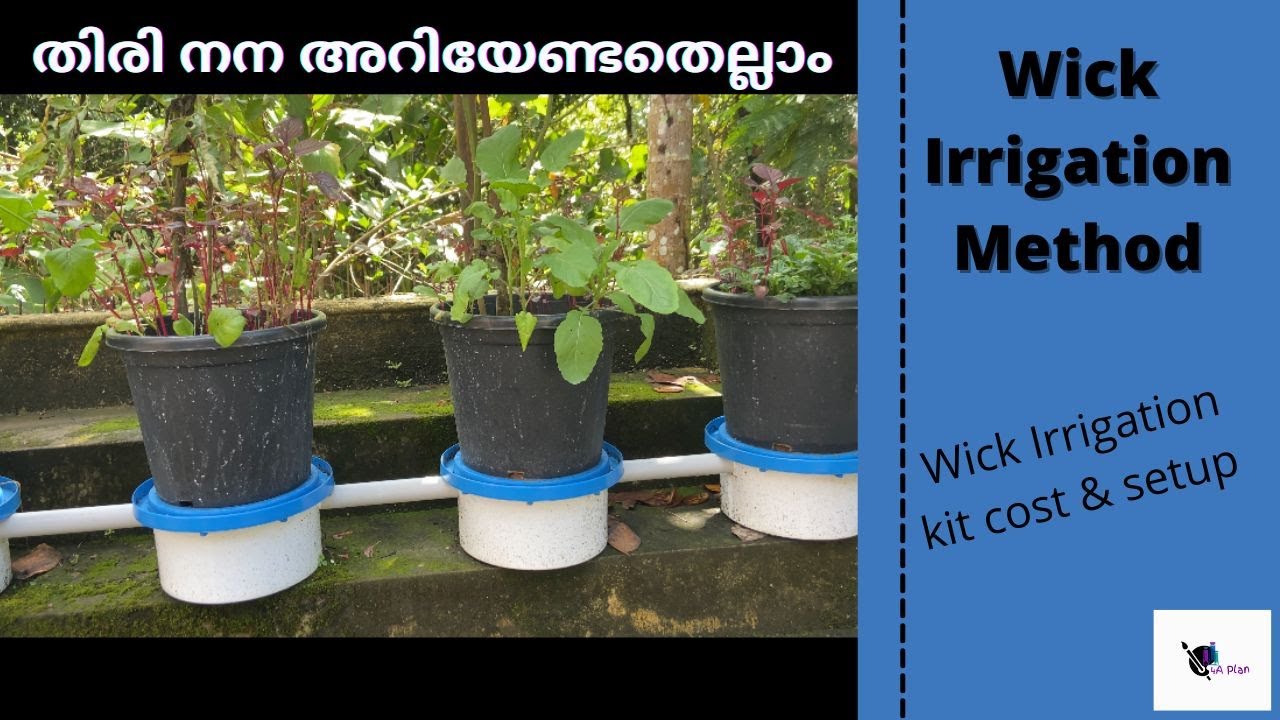 Wick Irrigation Method Thiri Nana Fully Explained Wick Irrigation