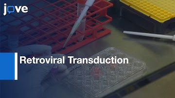 Retroviral Transduction to generate T Cell Receptors | Protocol Preview