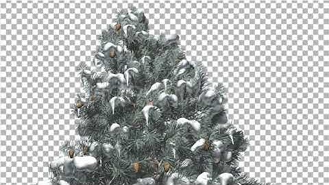 Blue Spruce Snow on a Branches Cones Winter | Motion Graphics - Envato elements