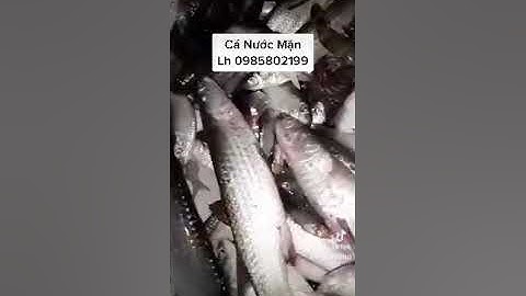 Xiệt Cá Nước Mặn . Kích Cá Công Suất Lớn