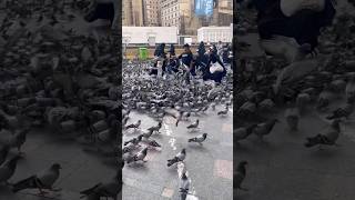 Pigeon Dove In Masjid Al Haramamazing View