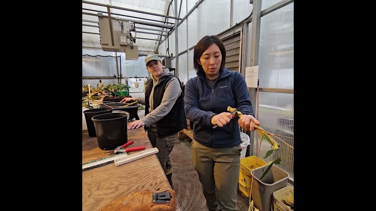 Rooting a rare plant