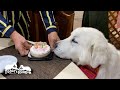 ルンルンは10歳になりました　Great Pyrenees　グレートピレニーズ