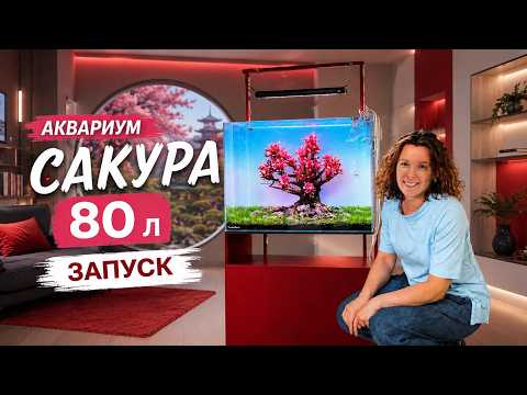 80L AQUARIUM SETUP | New Stand | Filter | Sakura