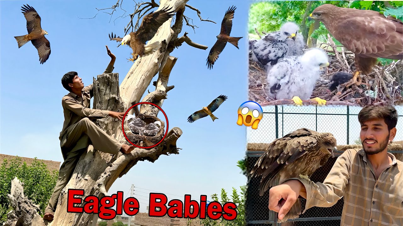 I trapped the eagle 🦅😱