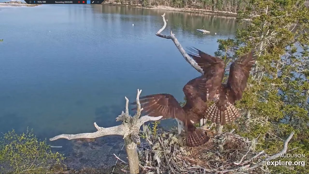 Callie for the Rescue - Shoo, Interloper (both cams) - Hog Island ...