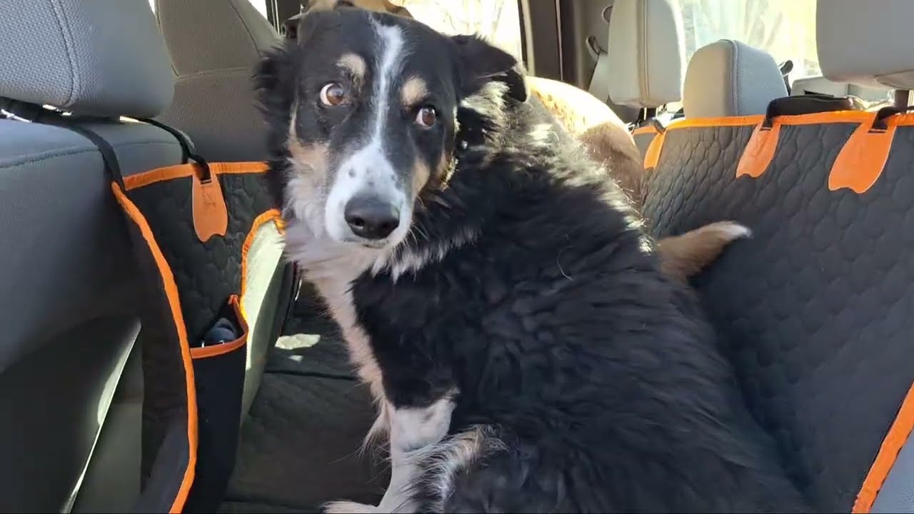 Отзыв о чехле на автомобильное сиденье для собак XL с жестким дном — наконец-то чехол, который по...