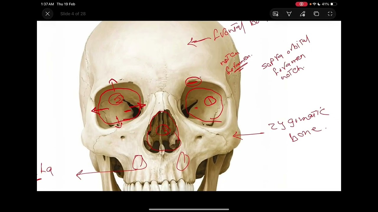 Skull anatomy 1 شرح مبسط