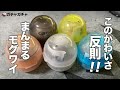 【ガチャガチャ】このかわいさ反則！元祖！キモカワ生物！？グレムリン2まんまるモグワイ♪