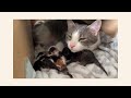 Opal’s story: Newborn kittens