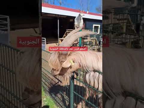 اكبر قرون معز في المنطقة الجنوبية 