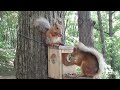 Белочки / Squirrels