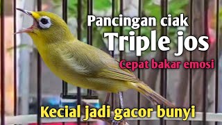 CIAK KECIAL KUNING TRIPLE JOSS GACOR GESIT || PALING CEPAT BAKAR EMOSI KECIAL LANGSUNG IKUT GACOR