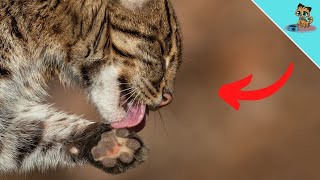 With THESE Warning Signs Your Cat Cries For HELP! (NEVER ignore)