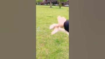 Adorable flying squirrel to make your day 😍| Very Adorable Video | Try Not To Smile | Cute TikTok