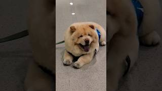 Random cute dog! #chowchow #cute #fluffy #puppy #dog #pet #shorts