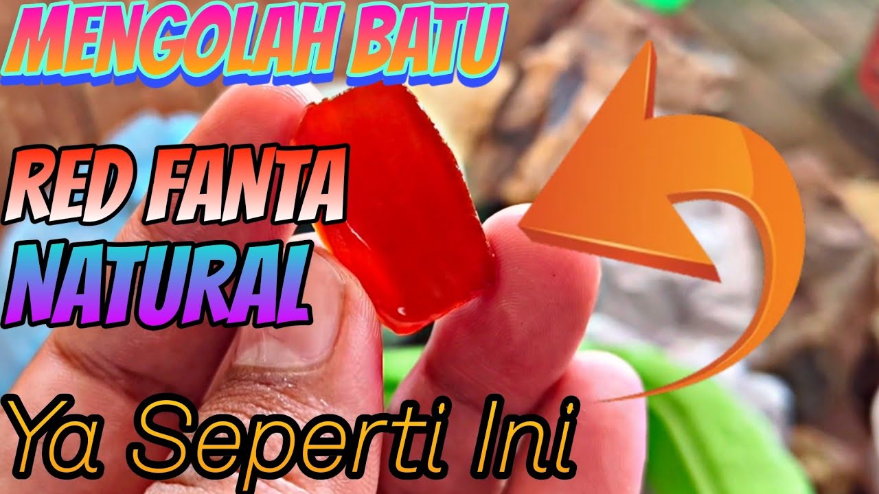 Live Batu Akik Bengkulu | Red Rafflesia