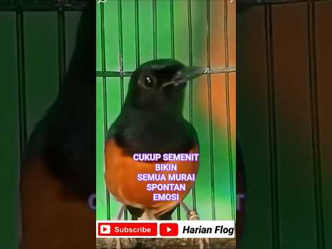 cukup semenit bikin semua murai gacor spontan emosi #shorts #shortsfeed #shortsvideo