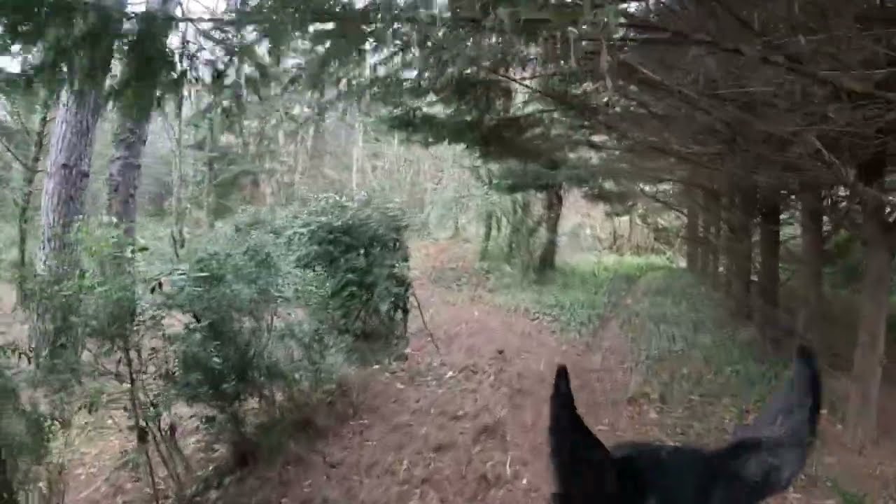 Mise ne condition d'un jeune cheval