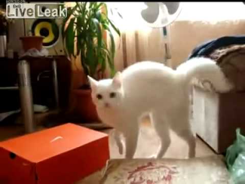 変な走り方の猫 Youtube