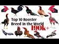 Top 10 fighter Rooster breeds in world