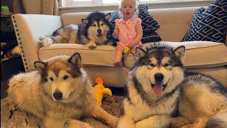 Baby Feeds Her Giant Dogs One By One! (CUTEST EVER!!) screenshot 5