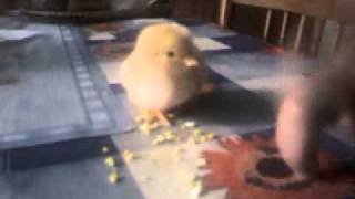 Цыплёнок учится клевать / Chiken learns to peck