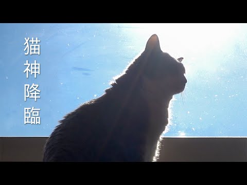 日向ぼっこしてたら神になった猫 | モアクリ | Vlog#028