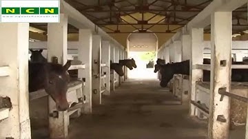 Kỹ thuật chăn nuôi ngựa