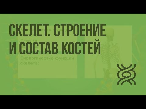 Скелет. Строение и состав костей. Видеоурок по биологии 8 класс