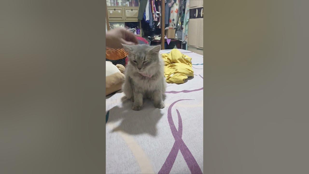 My cat miss me kittten cats catlover shorts youtube