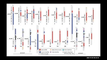 Telomere-to-Telomere Chromosome Assemblies: New Insights Into Genome Biology & Structure