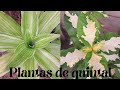 as plantas do meu  quintal